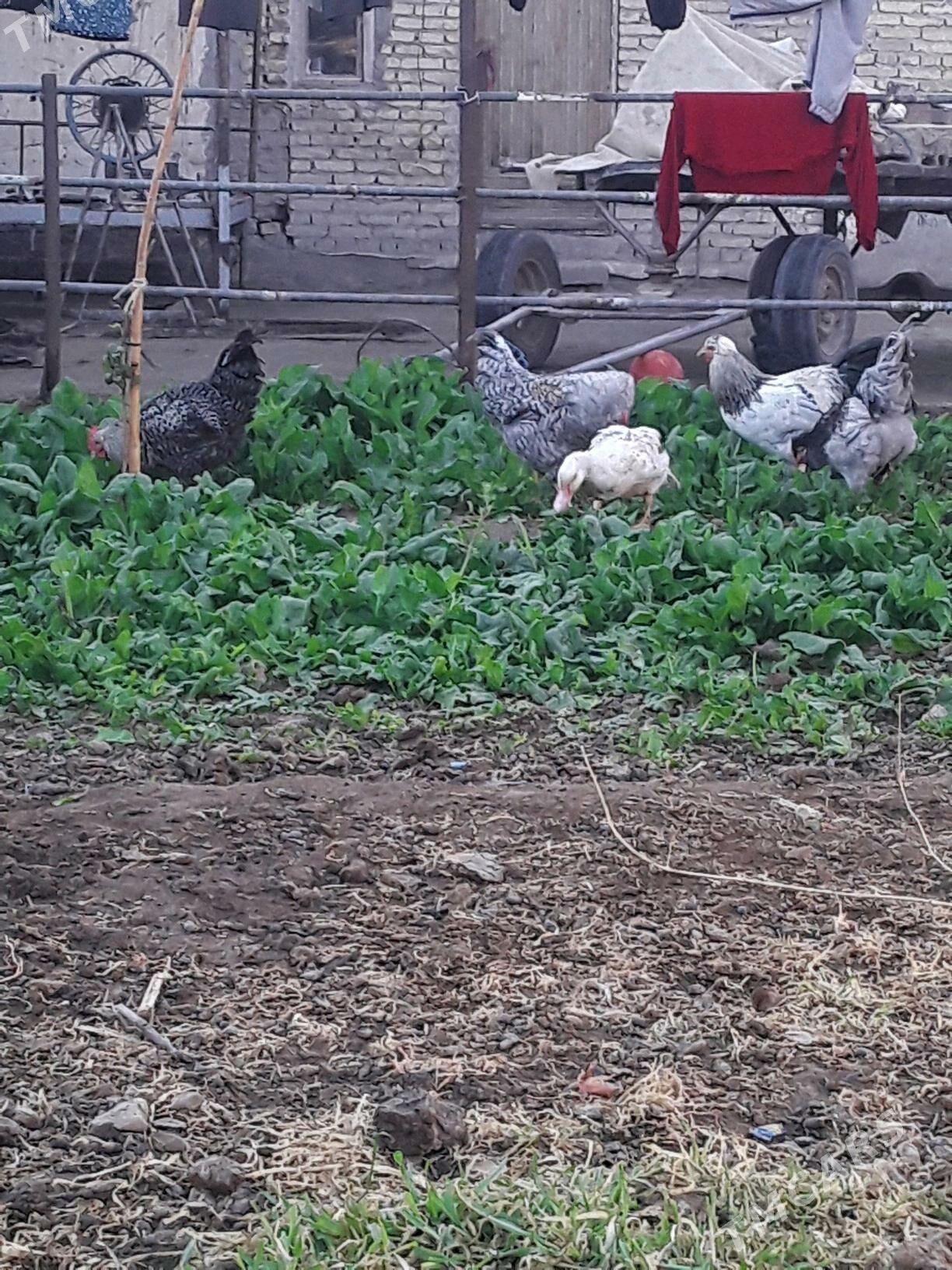 Хораз - Чарджоу - img 3