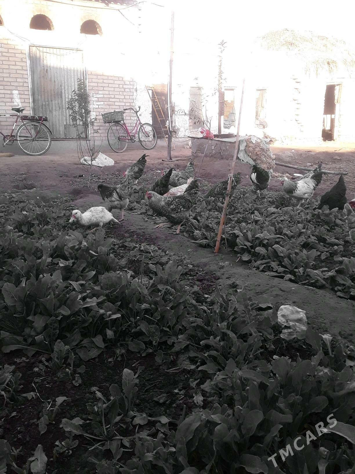 Хораз - Чарджоу - img 4