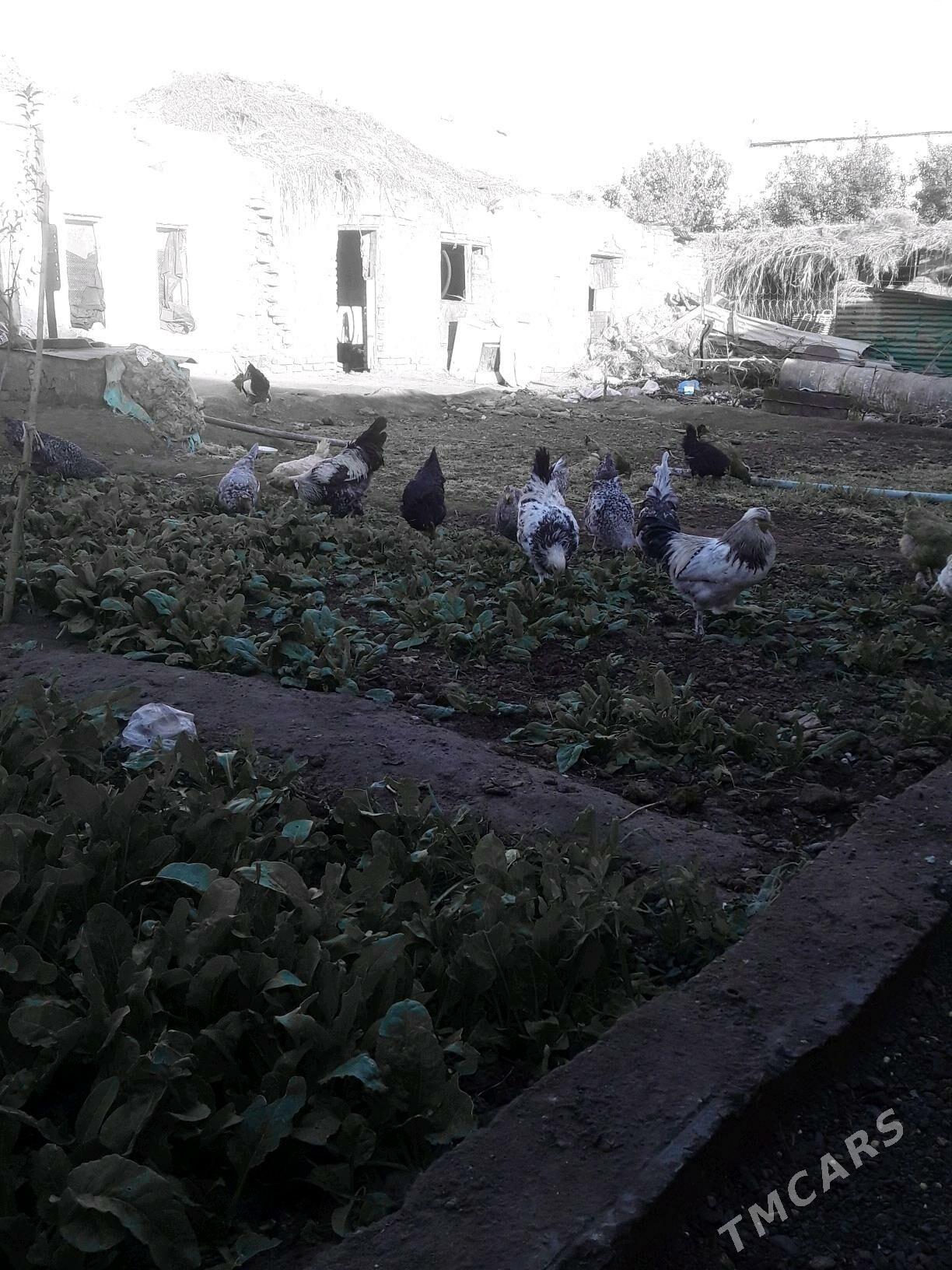 Хораз - Чарджоу - img 6