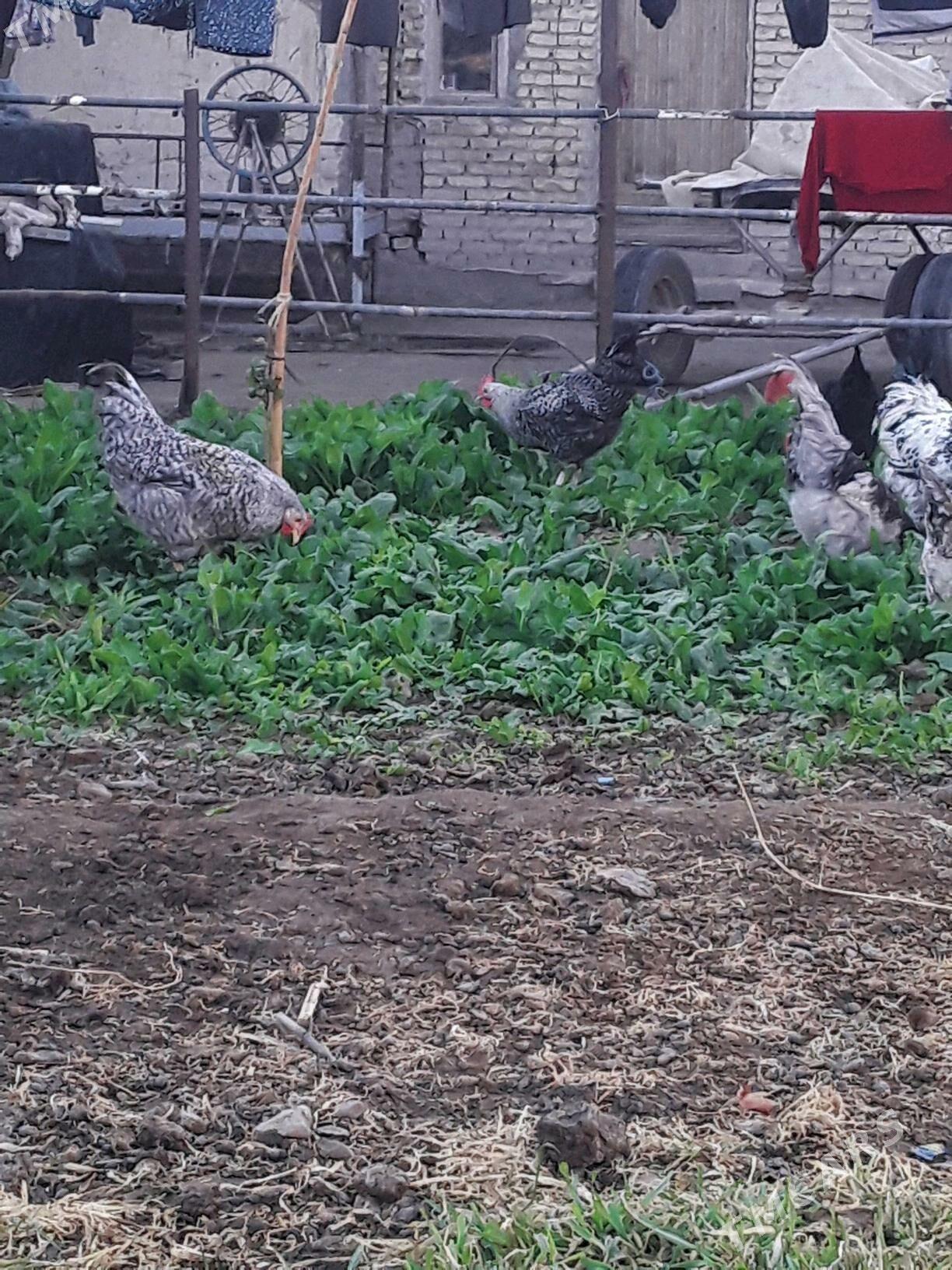 Хораз - Чарджоу - img 2