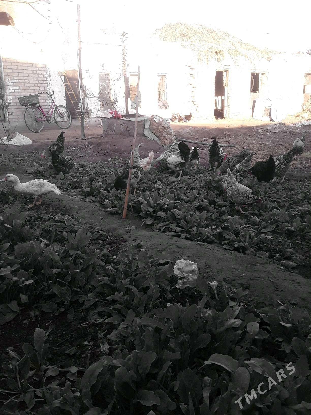 Хораз - Чарджоу - img 5