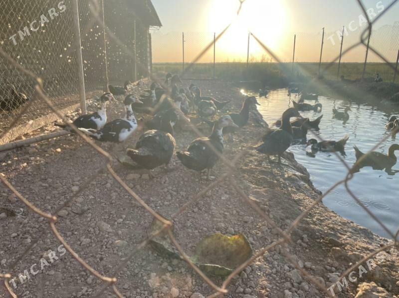 indautka indautga - Бузмеин - img 2