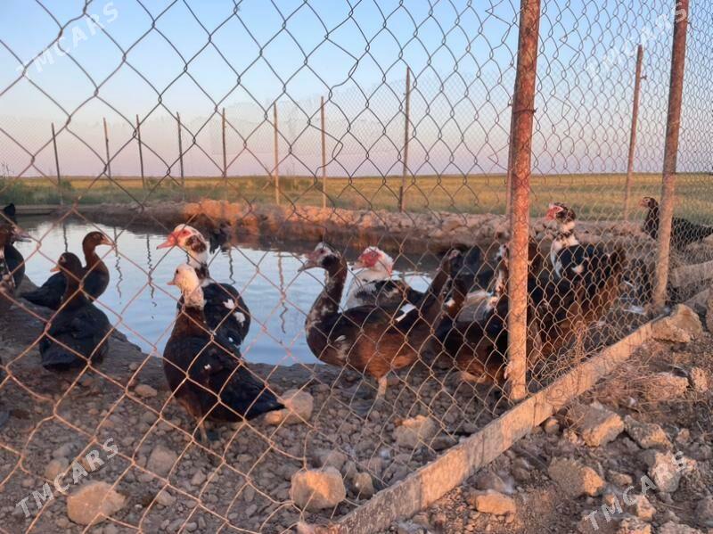 indautka indautga - Бузмеин - img 3