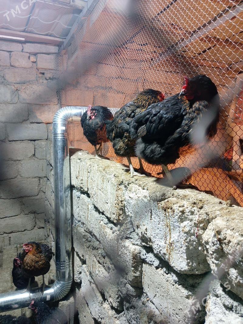 Ataks towuklar - Bedew - img 3