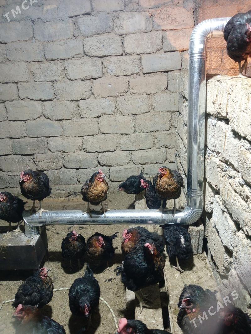 Ataks towuklar - Bedew - img 2