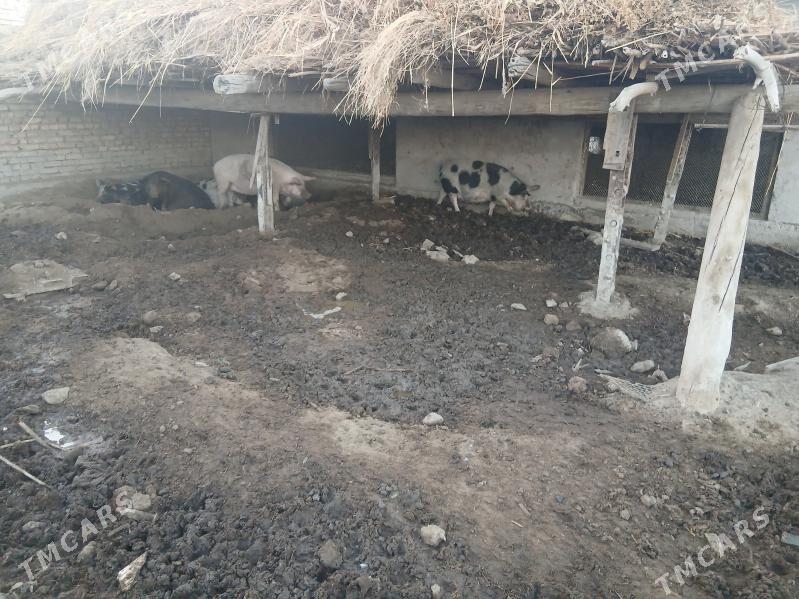 donuz - Туркменабат - img 7