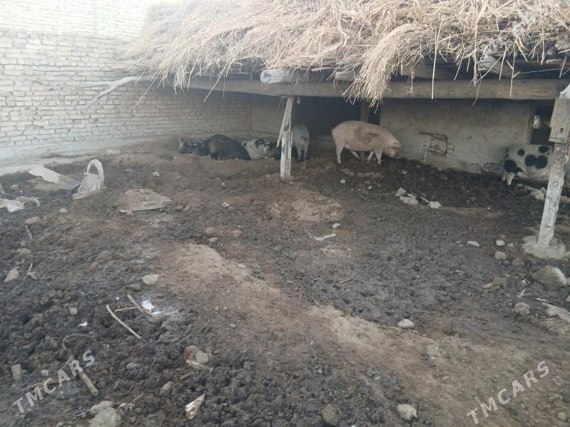 donuz - Туркменабат - img 6