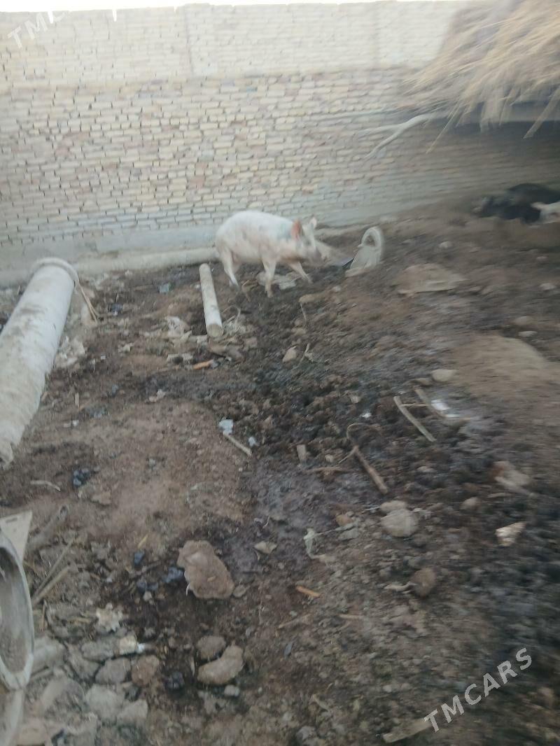 donuz - Туркменабат - img 8