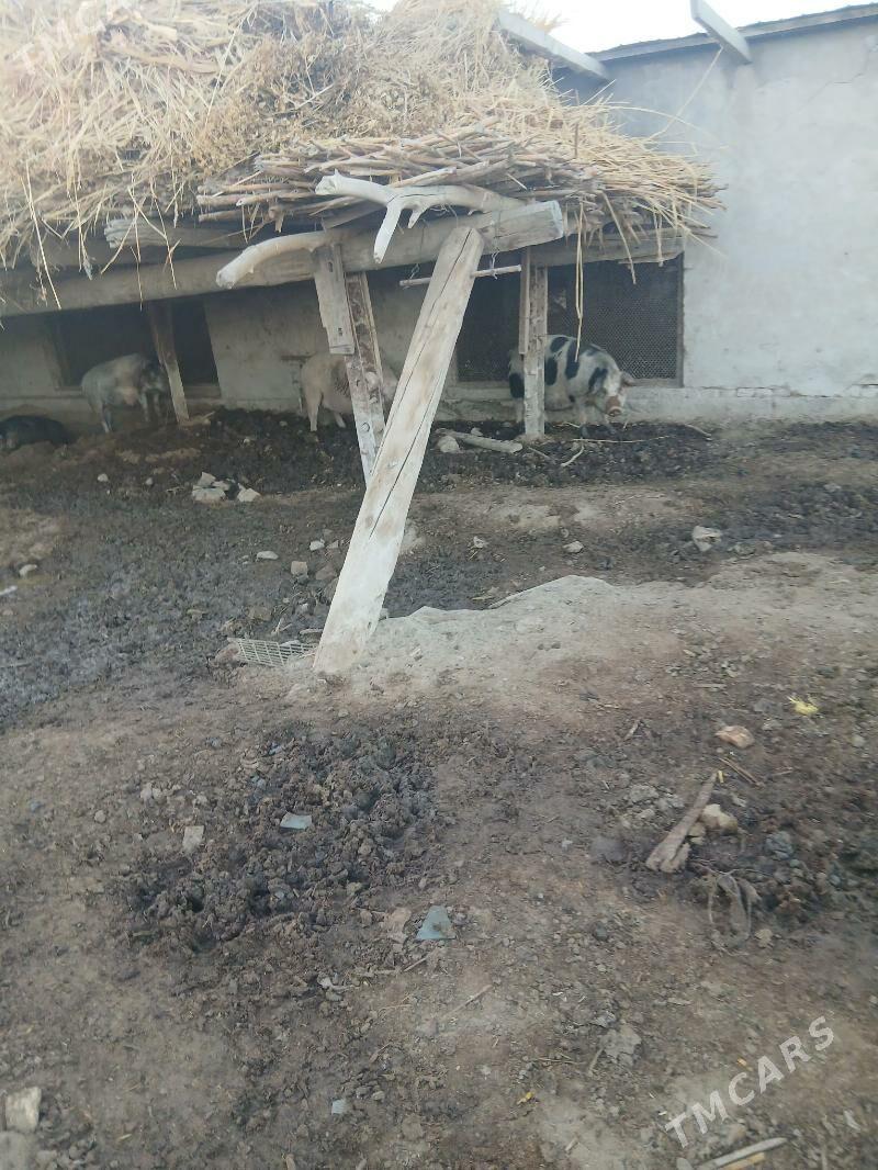 donuz - Туркменабат - img 4