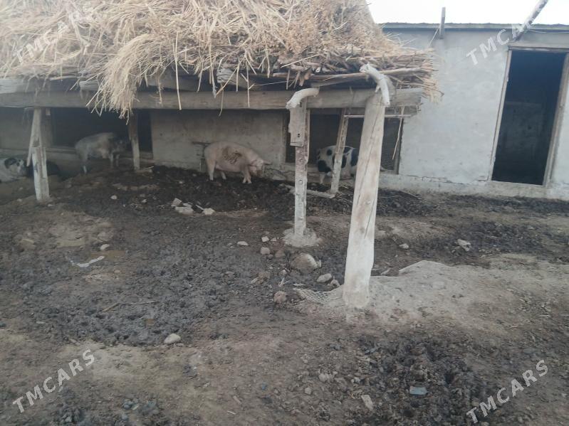 donuz - Туркменабат - img 5