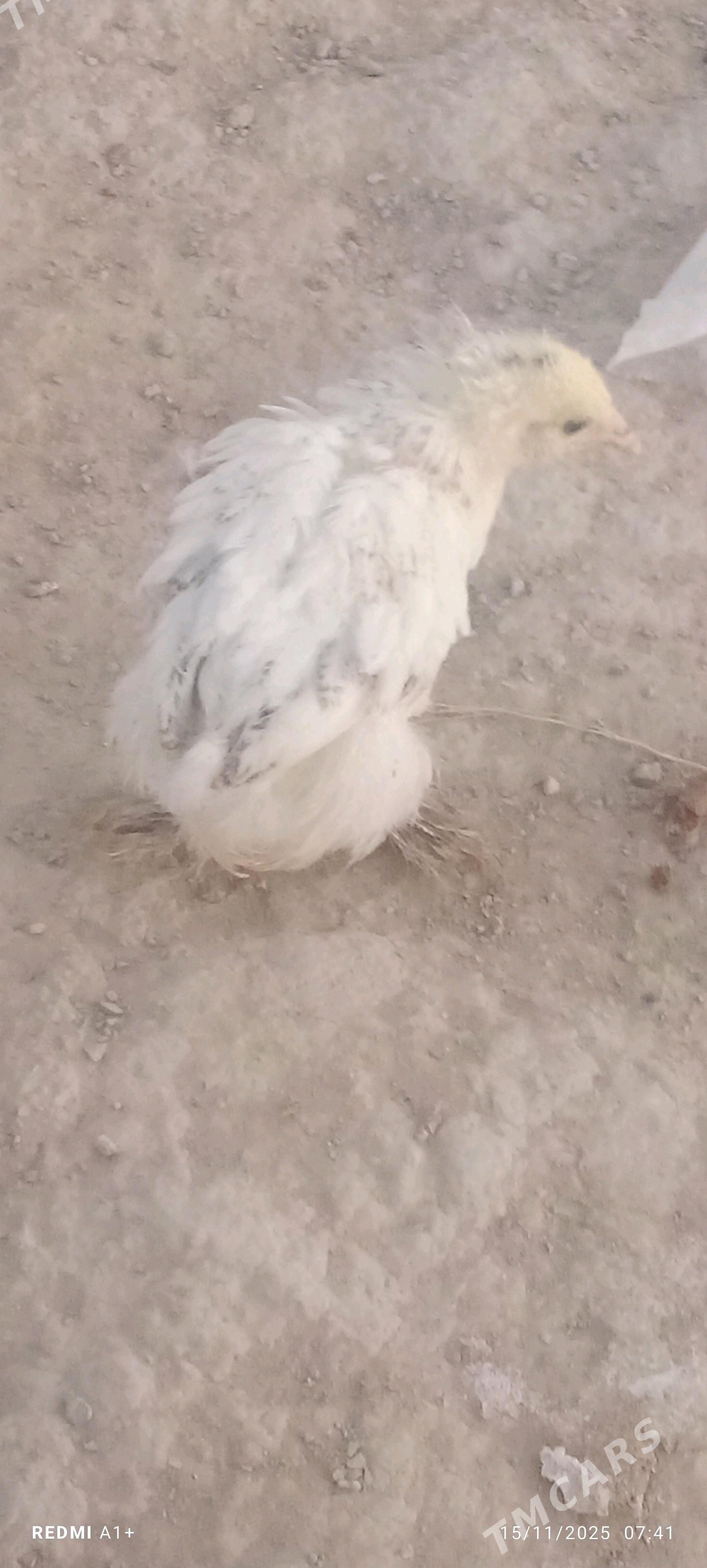 jüje balgar - Кака - img 3