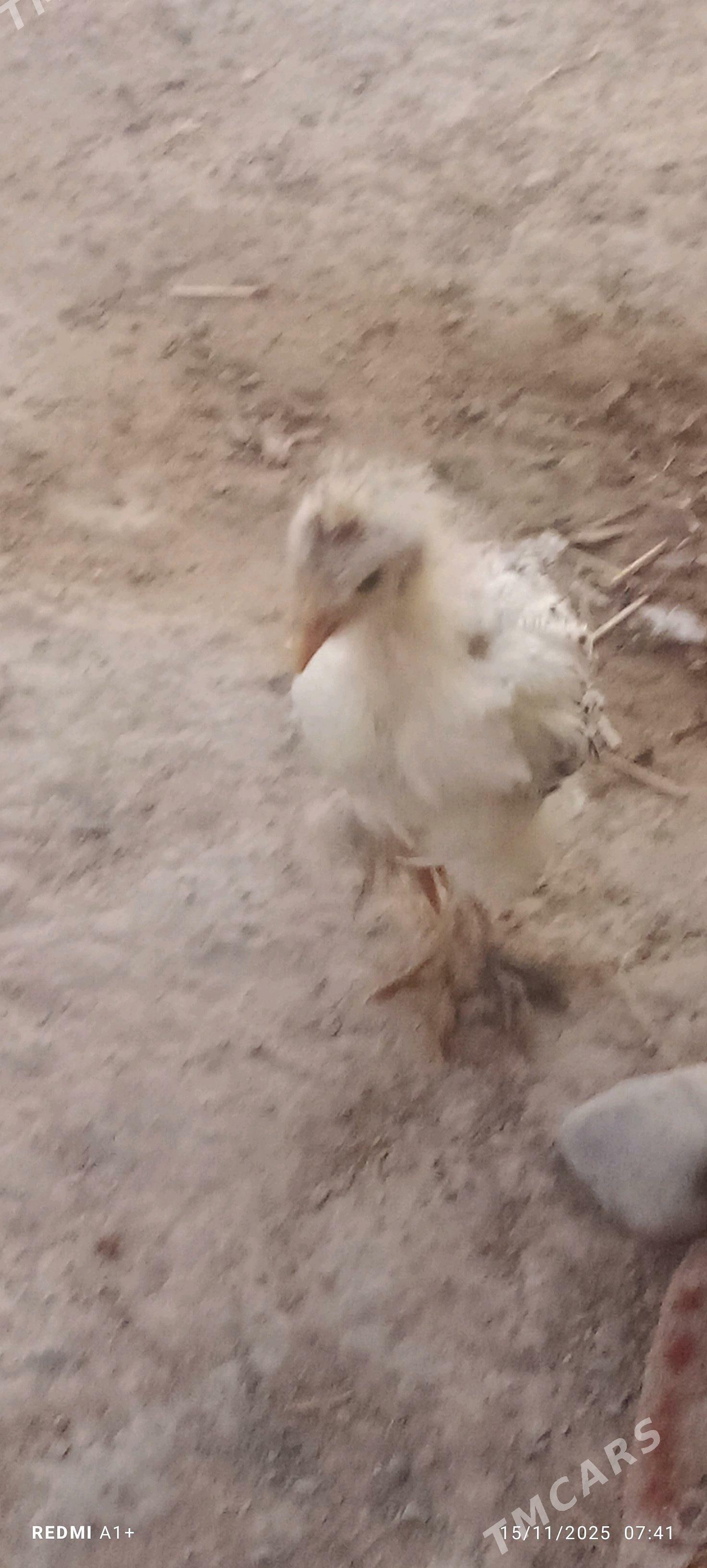 jüje balgar - Кака - img 2