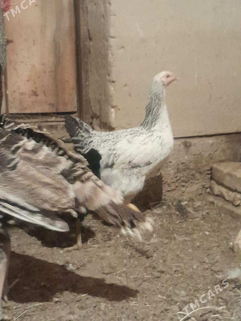 Gigant towuklar - Сакарчага - img 5