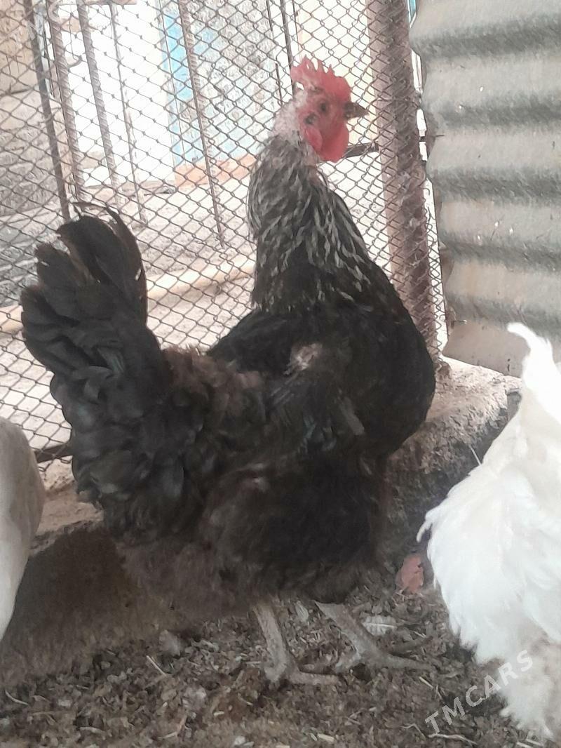 Gigant towuklar - Сакарчага - img 8