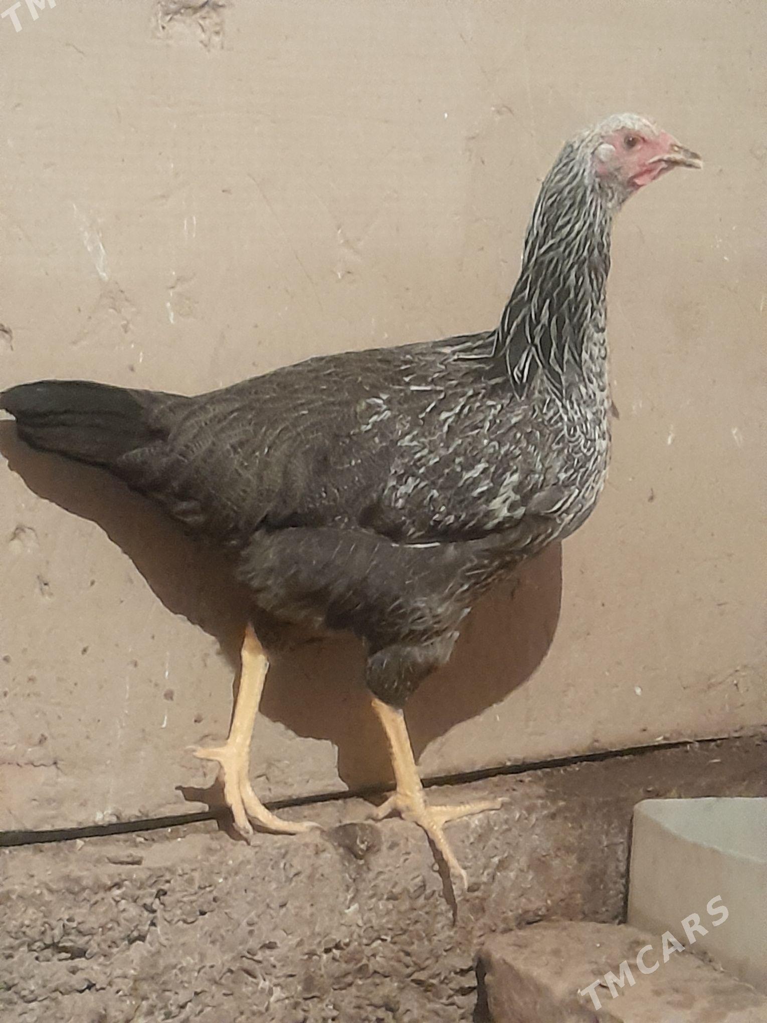 Gigant towuklar - Сакарчага - img 2