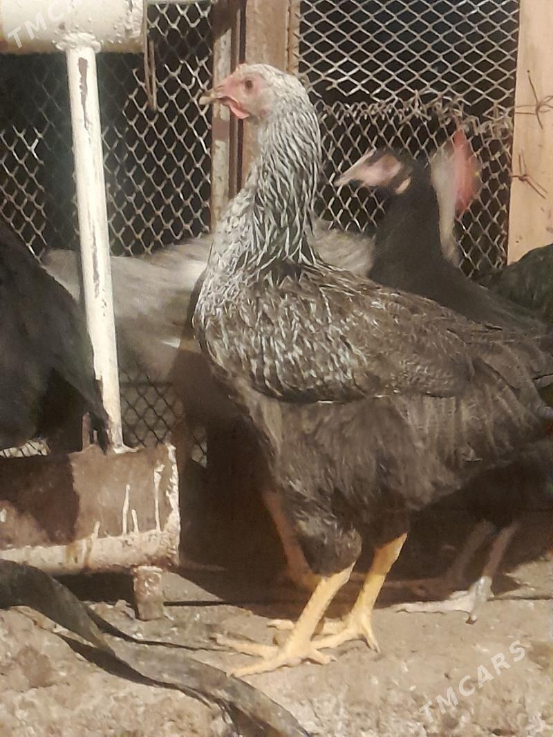 Gigant towuklar - Сакарчага - img 4