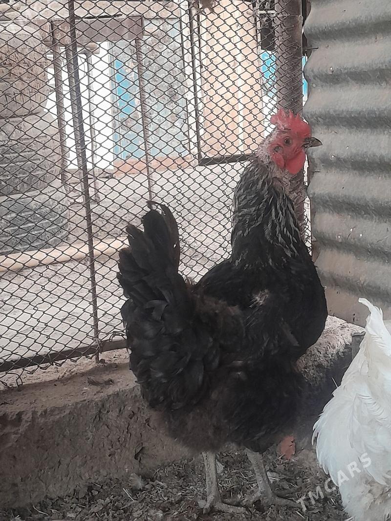 Gigant towuklar - Сакарчага - img 10