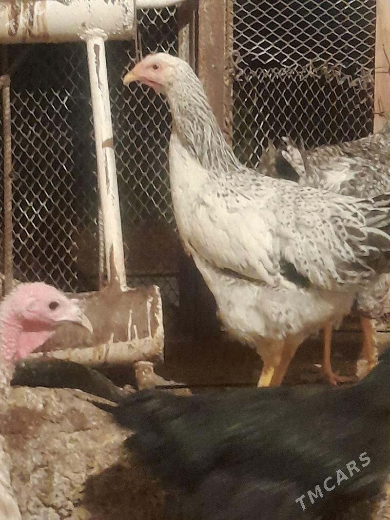 Gigant towuklar - Сакарчага - img 3