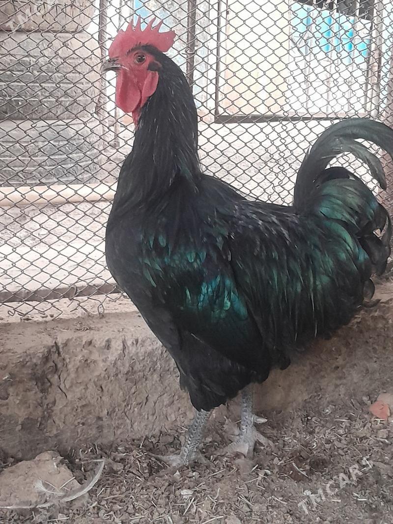 Jersi horaz - Сакарчага - img 2