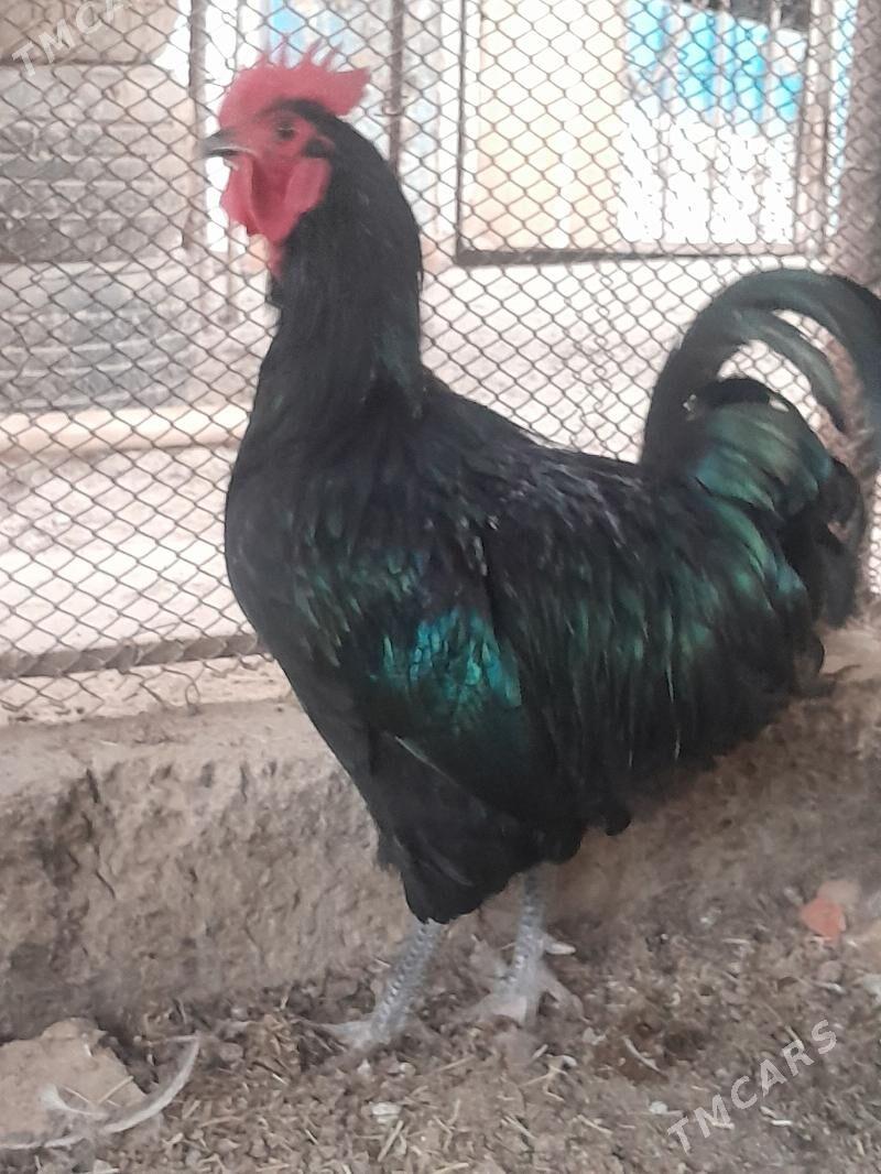 Jersi horaz - Сакарчага - img 4