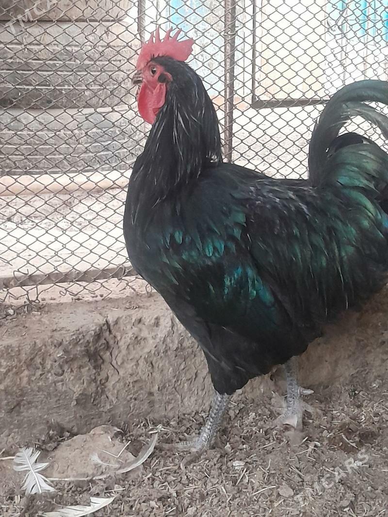 Jersi horaz - Сакарчага - img 5