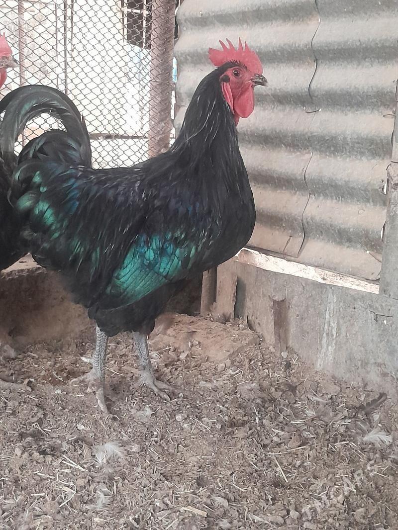 Jersi horaz - Сакарчага - img 6