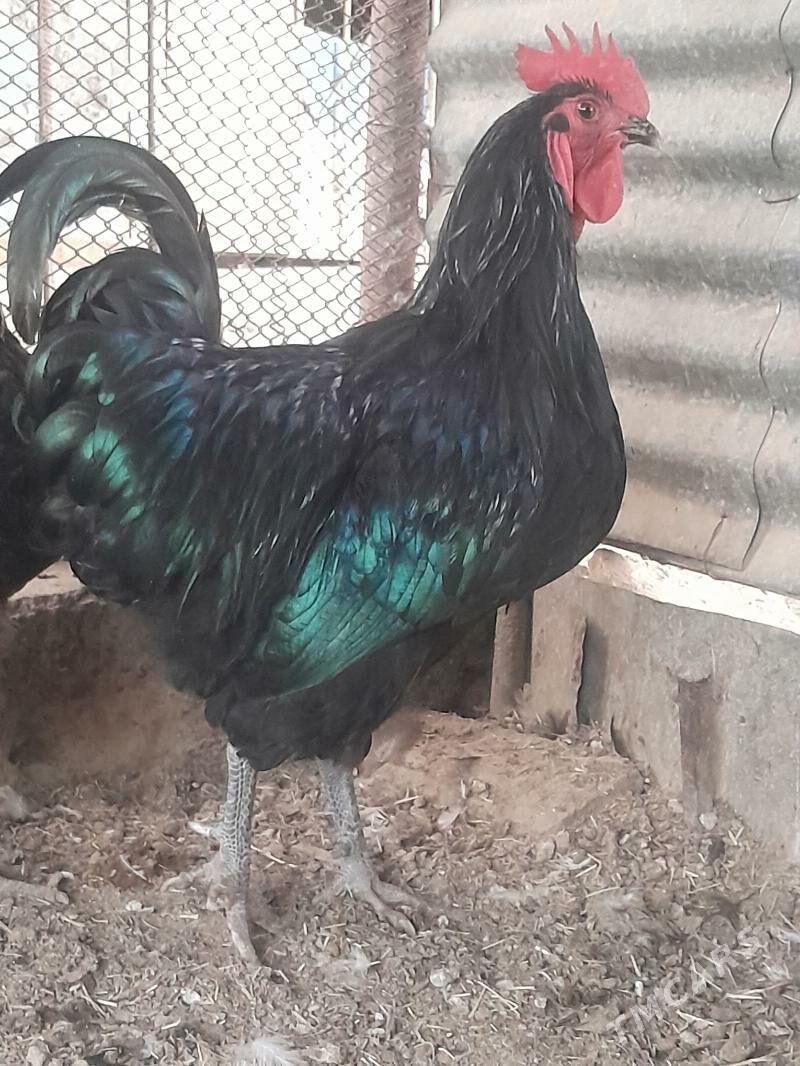 Jersi horaz - Сакарчага - img 3