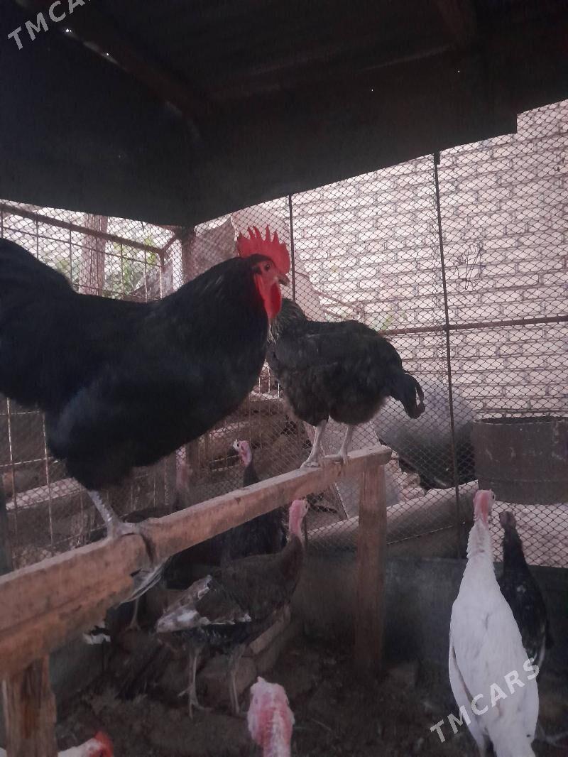 Jersi horaz - Сакарчага - img 7