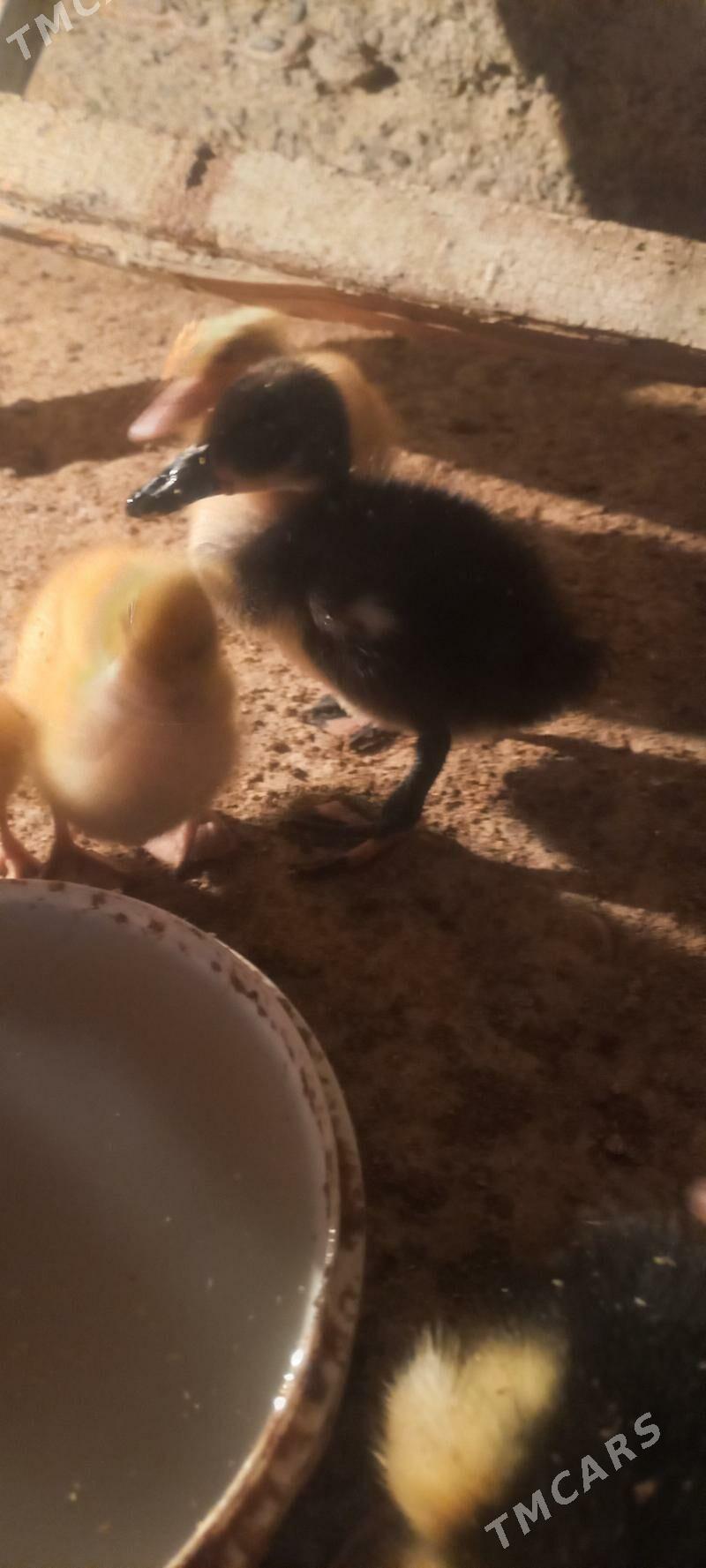 gaz jüýje - Кака - img 2