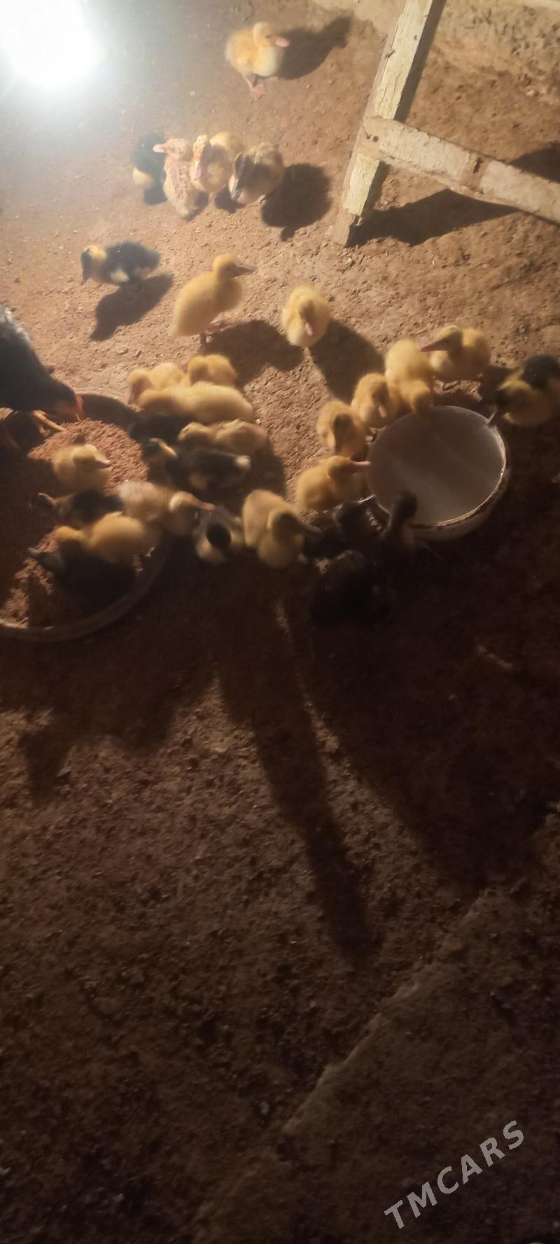 gaz jüýje - Кака - img 3