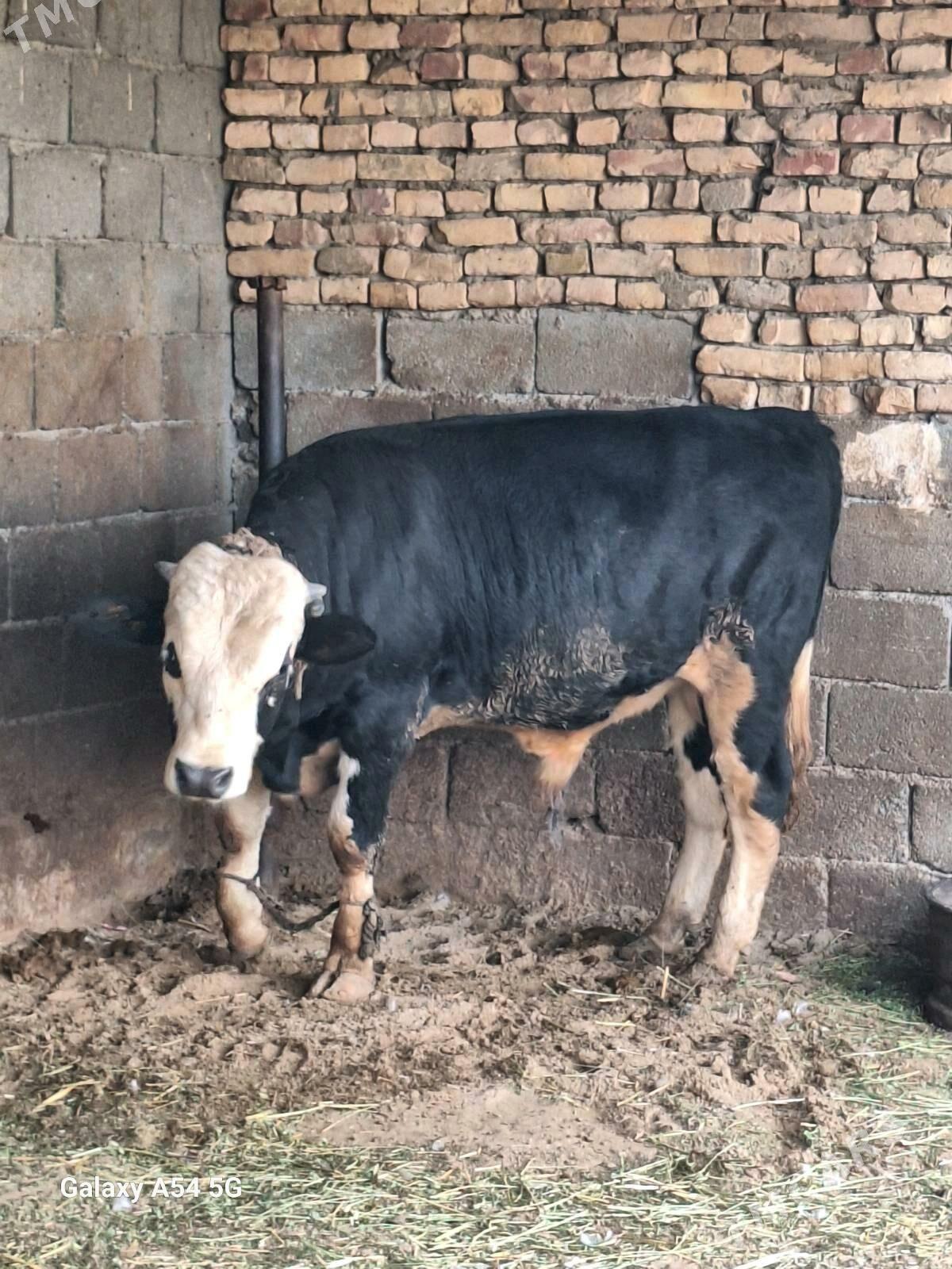 Öküzler - Гёкдепе - img 4