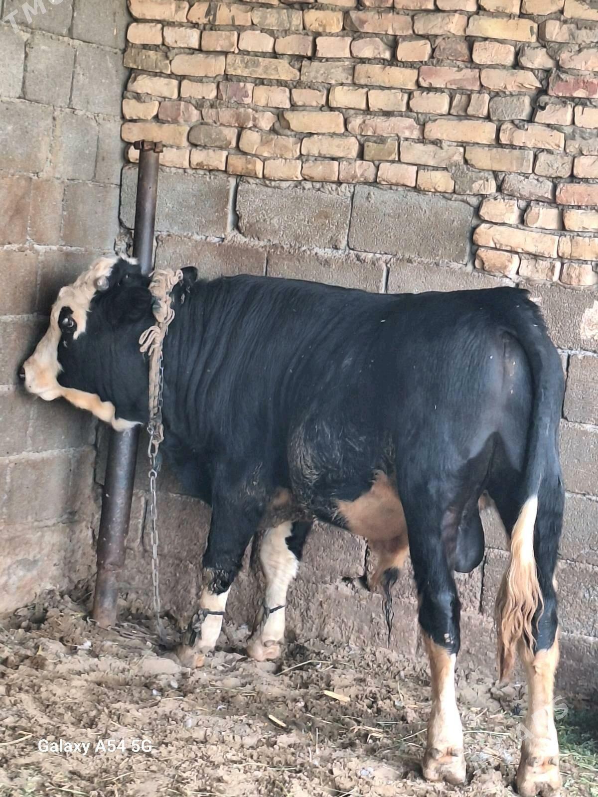 Öküzler - Гёкдепе - img 3