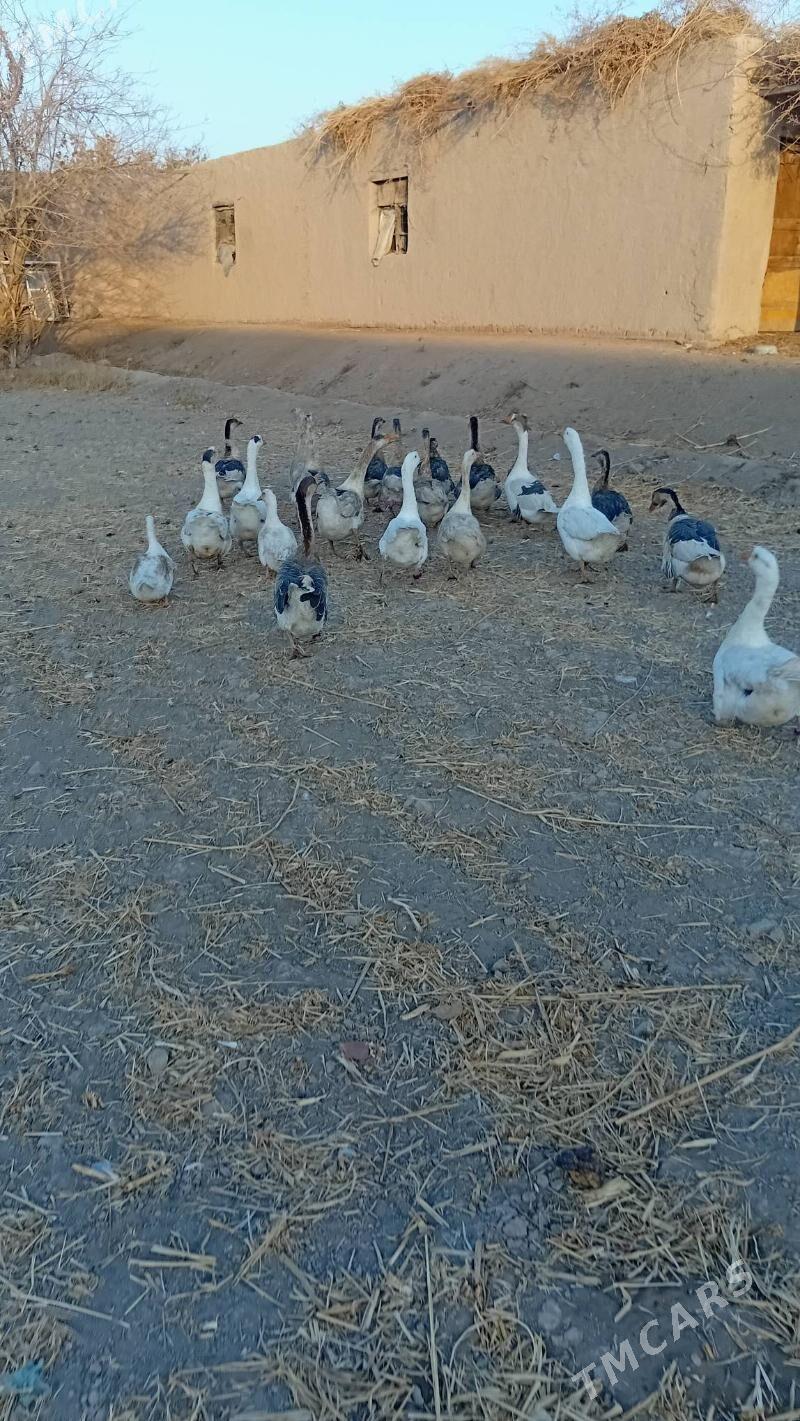 gaz газ - Şabat etr. - img 3