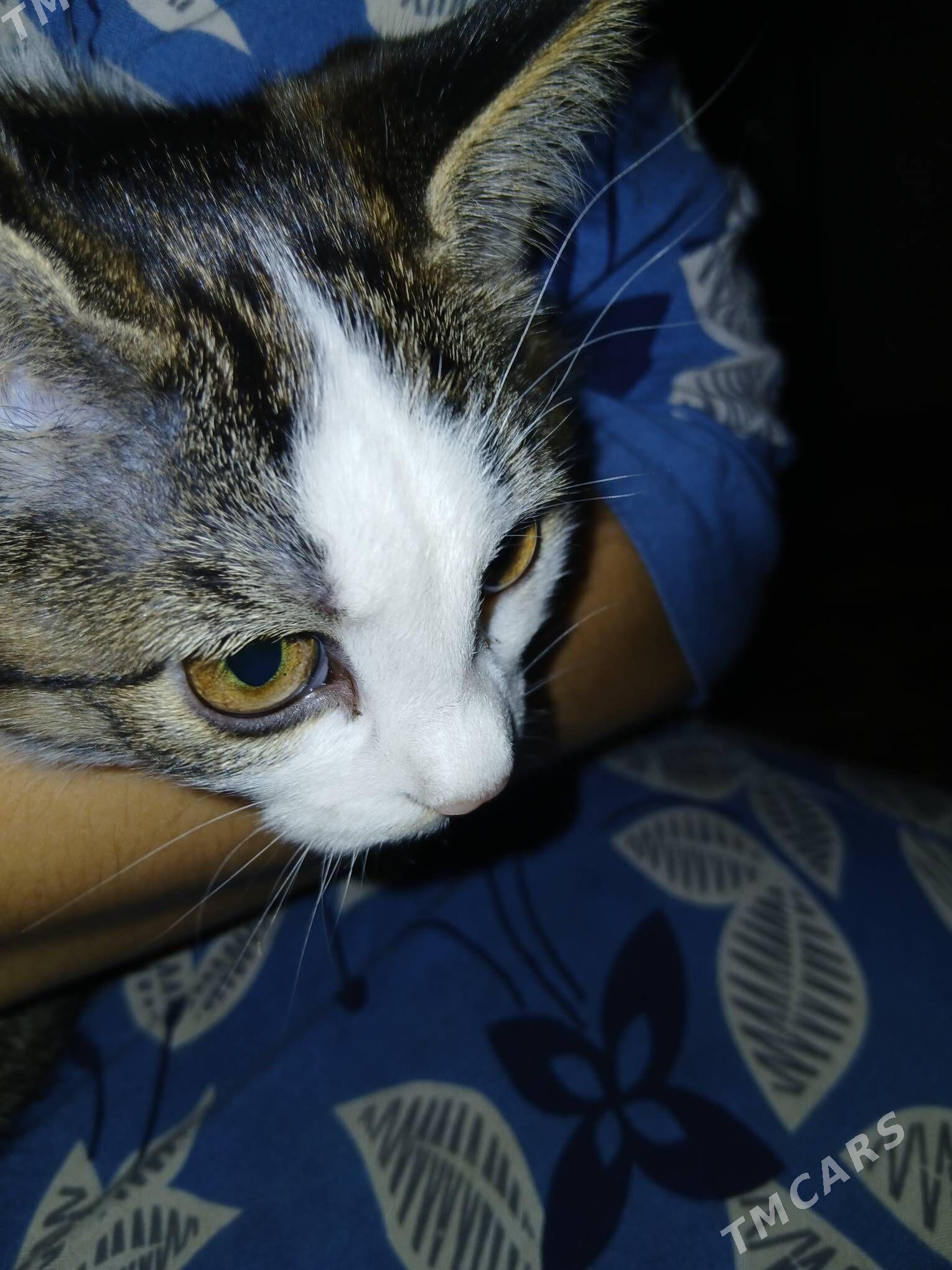 Pisik - Daşoguz - img 2