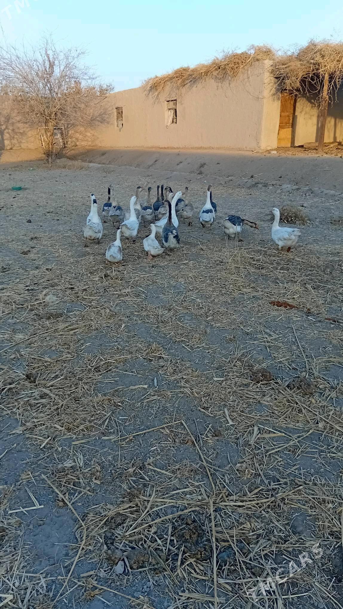 gaz газ - Şabat etr. - img 2