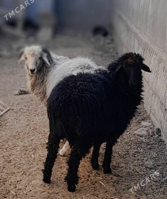 Goýun Garakŏl - Багир - img 4