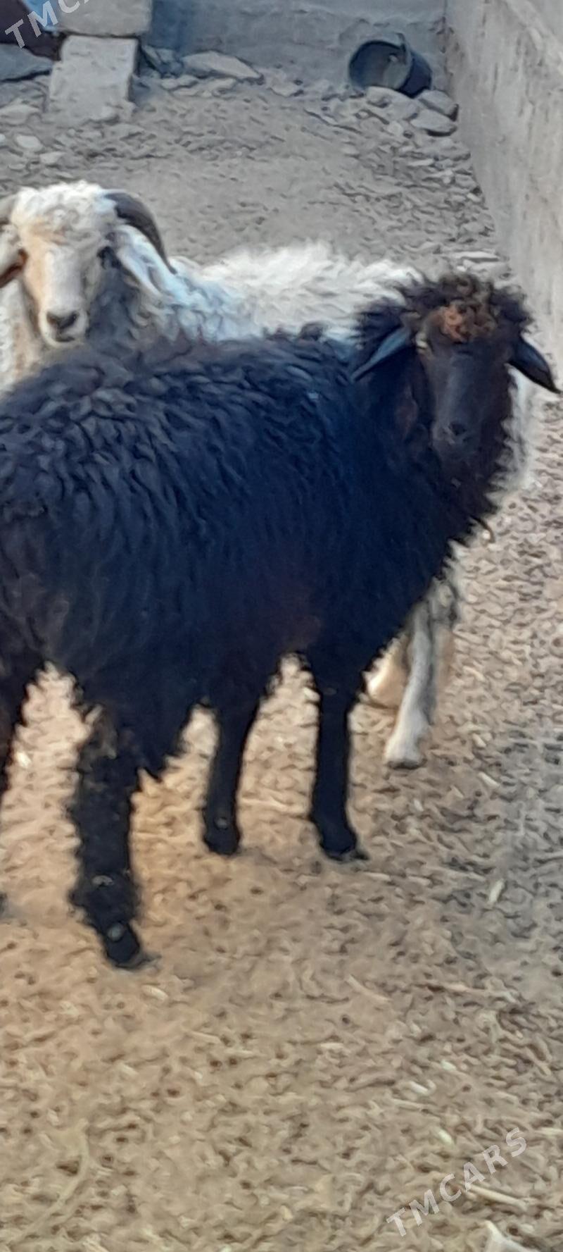 Goýun Garakŏl - Багир - img 3