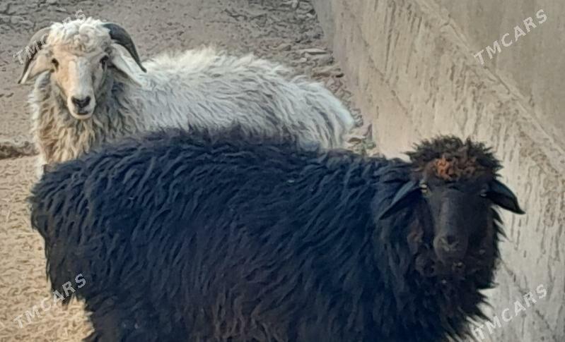 Goýun Garakŏl - Багир - img 2