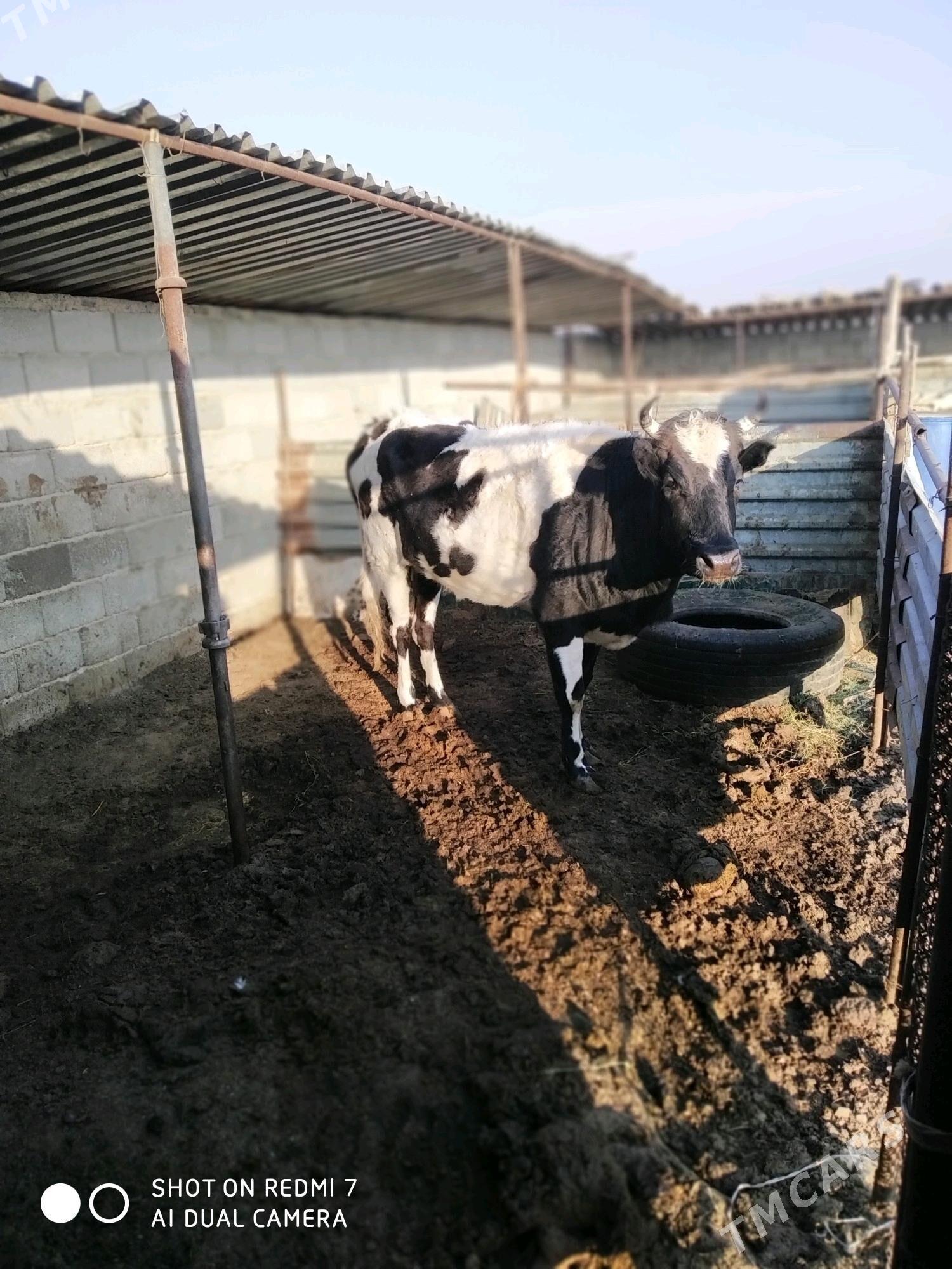 gaçar - Türkmenbaşy - img 2