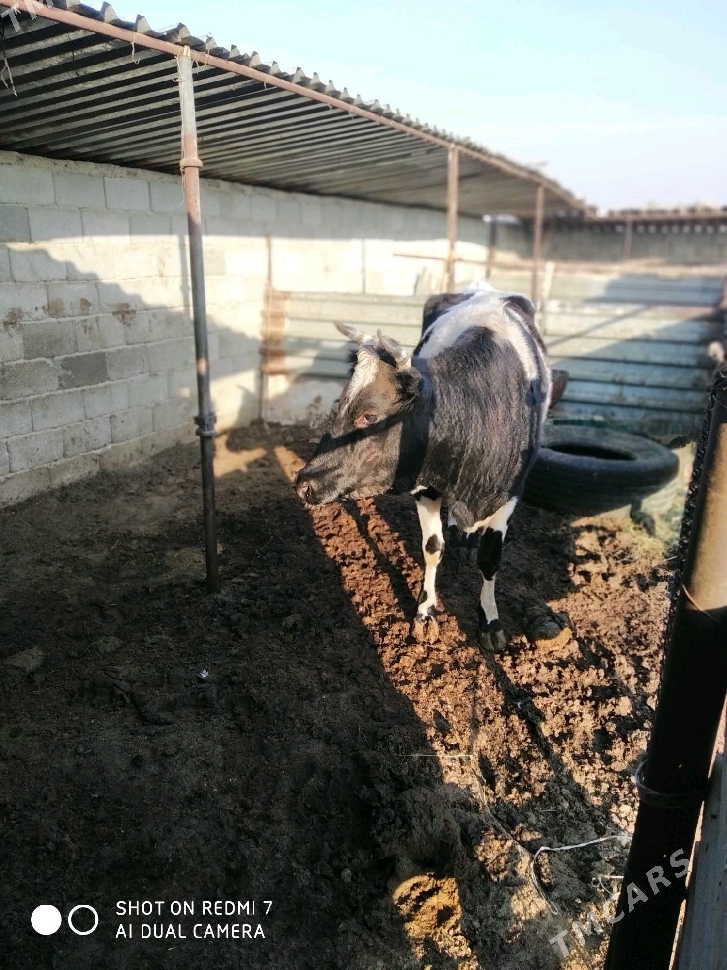 gaçar - Türkmenbaşy - img 1