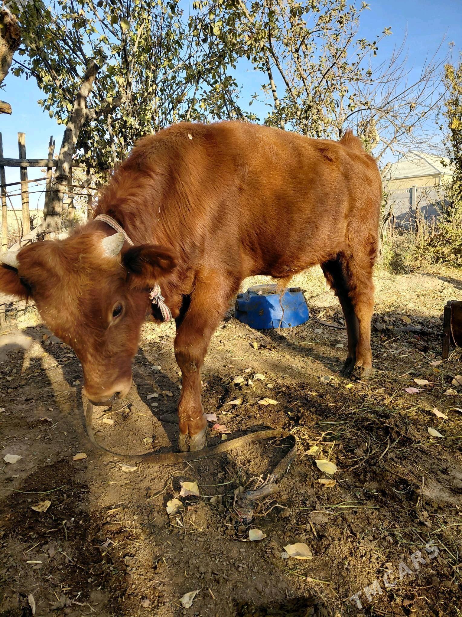 Öküz - Sakarçäge - img 6