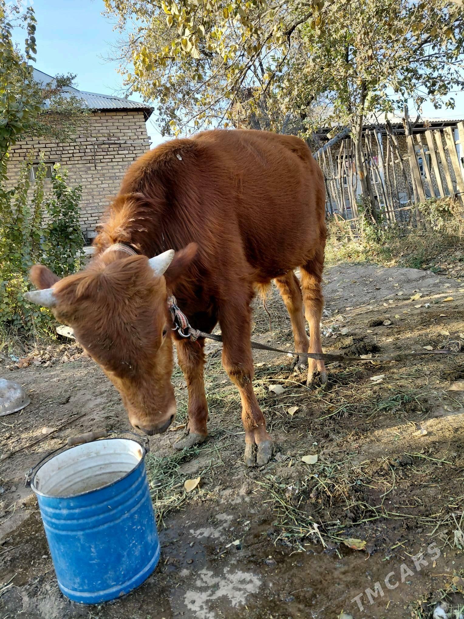 Öküz - Sakarçäge - img 5