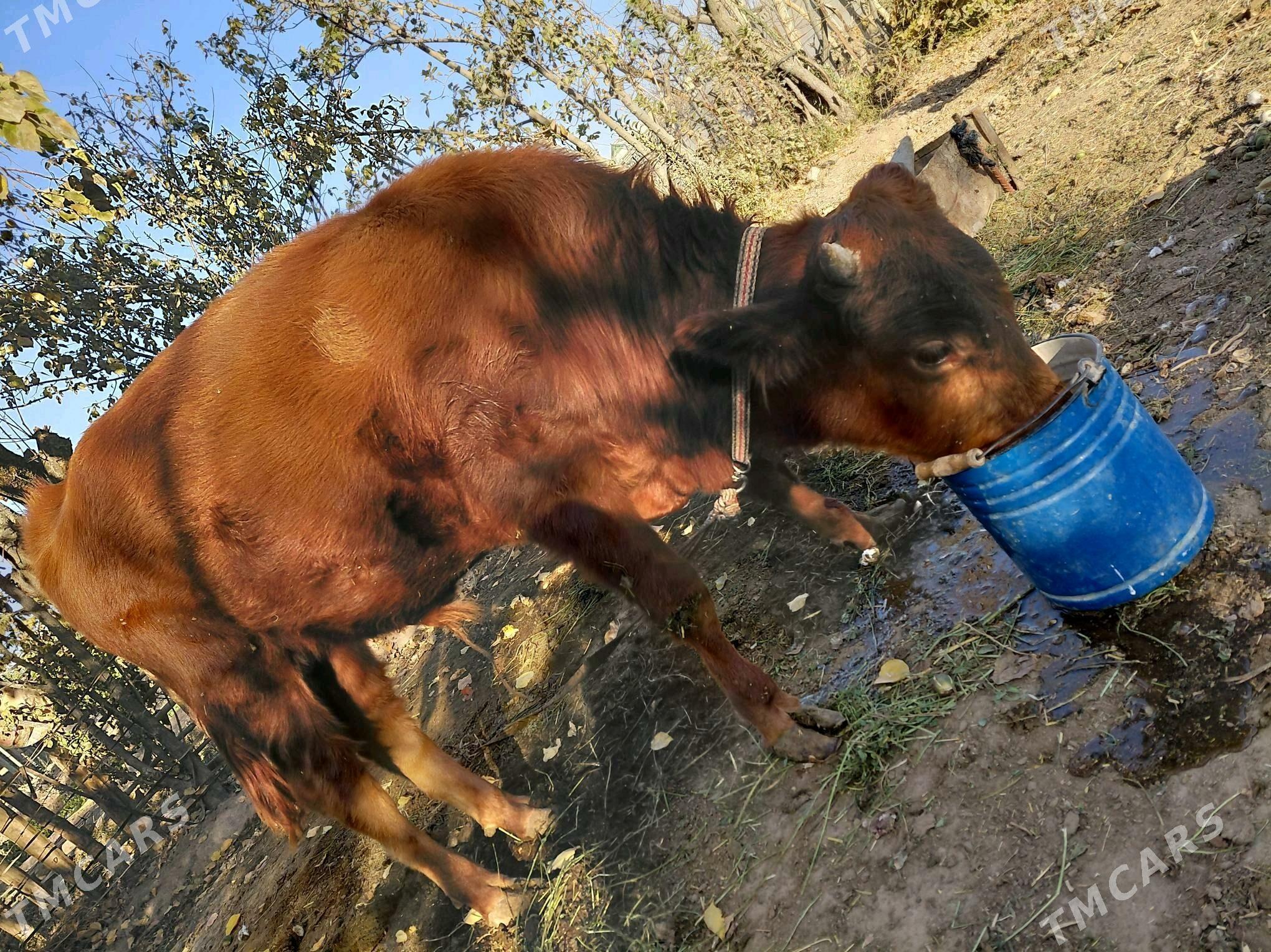 Öküz - Sakarçäge - img 3