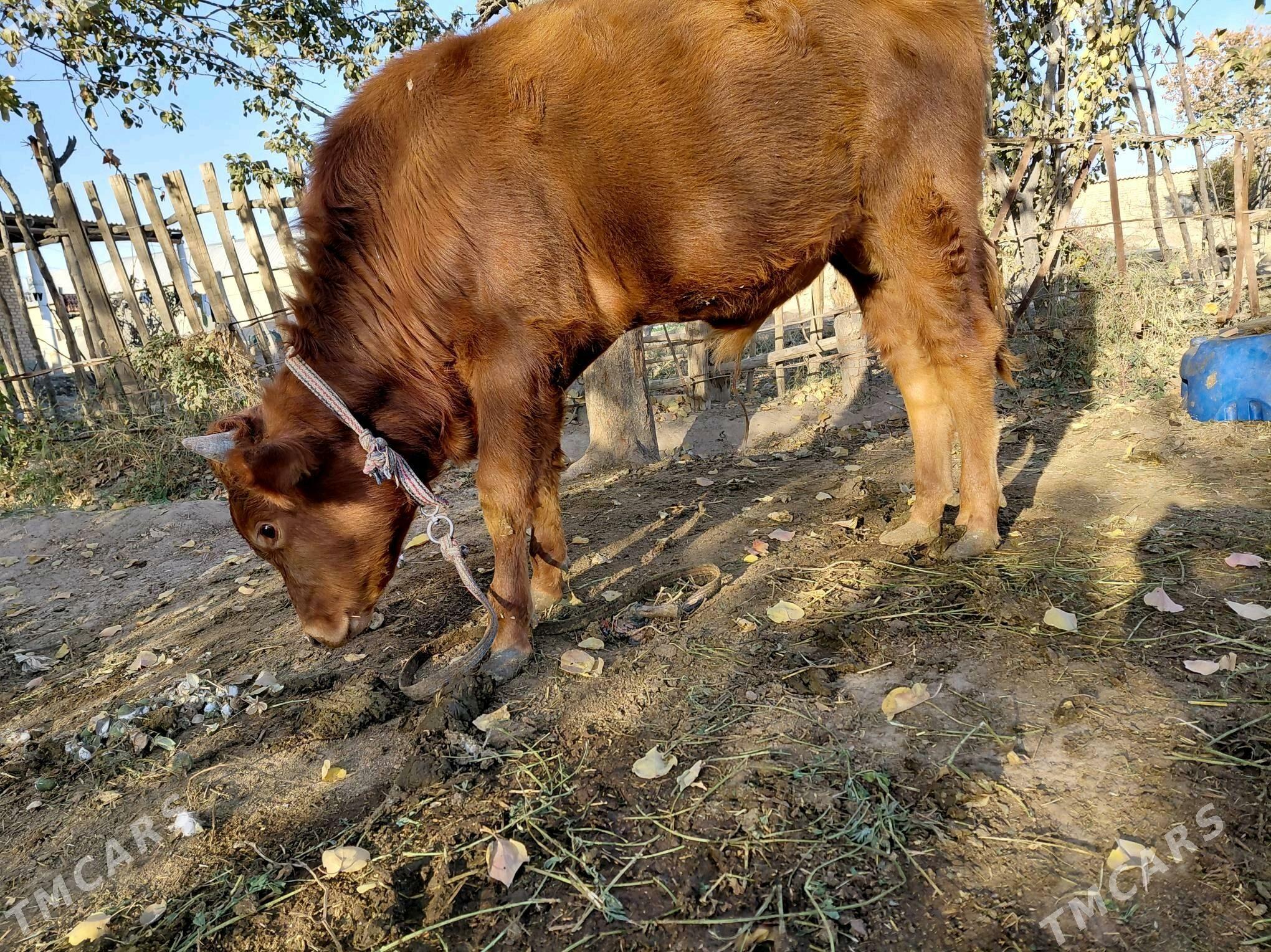 Öküz - Sakarçäge - img 2