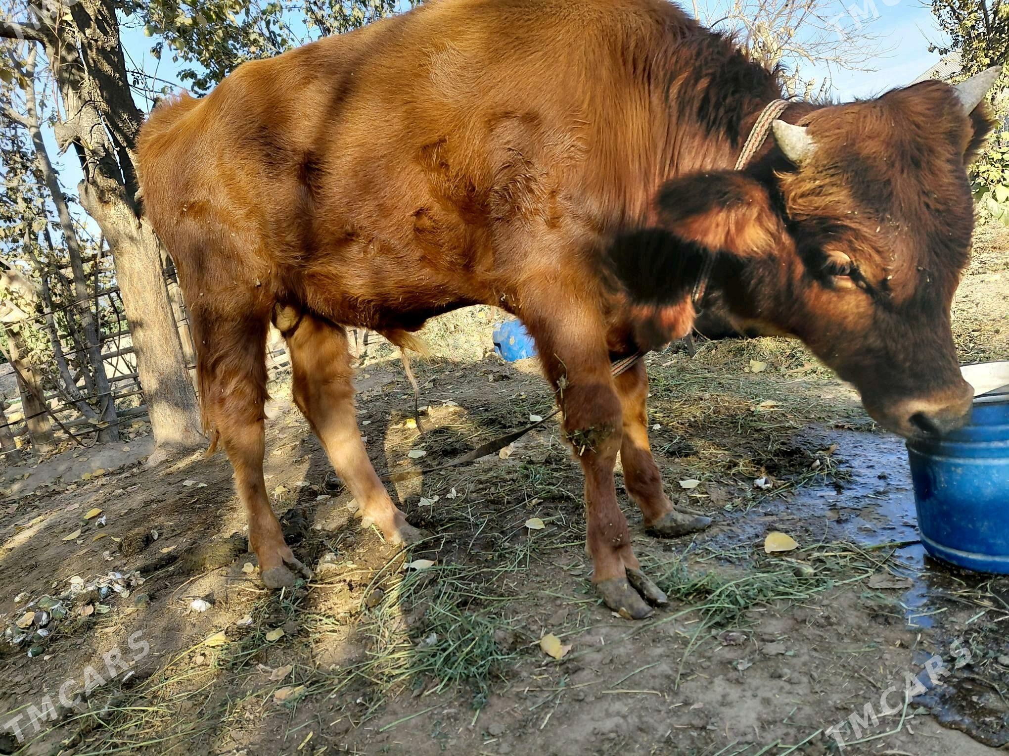 Öküz - Sakarçäge - img 4