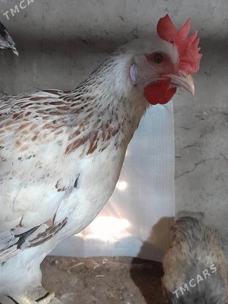 Atks horaz - Ашхабад - img 7