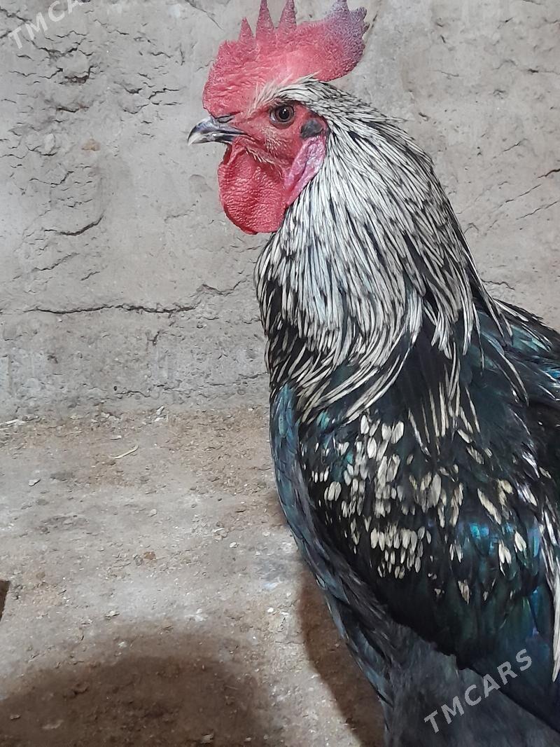 Atks horaz - Ашхабад - img 2