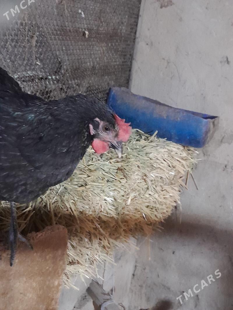 Atks horaz - Ашхабад - img 5