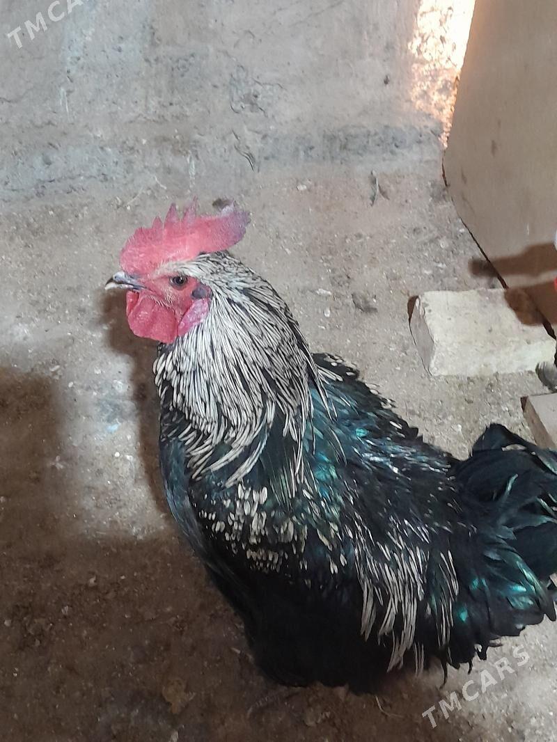 Atks horaz - Ашхабад - img 3