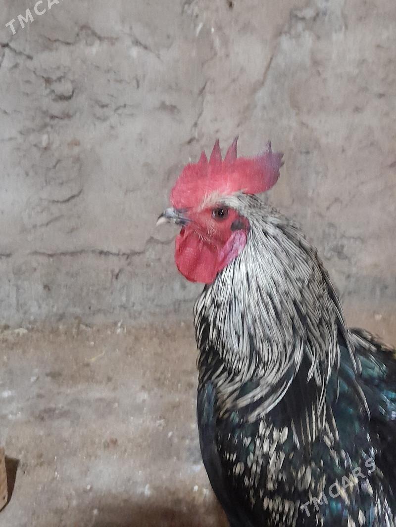 Atks horaz - Ашхабад - img 4